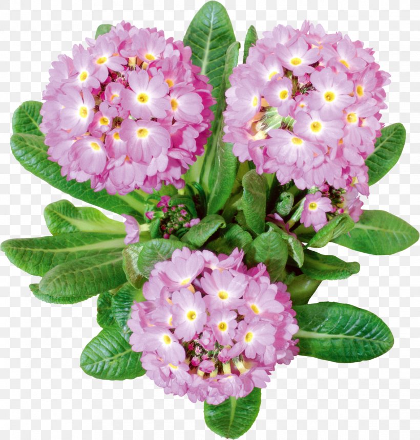 Cut Flowers Lilium Clip Art, PNG, 1143x1200px, Flower, Annual Plant, Box, Chrysanthemum, Cut Flowers Download Free