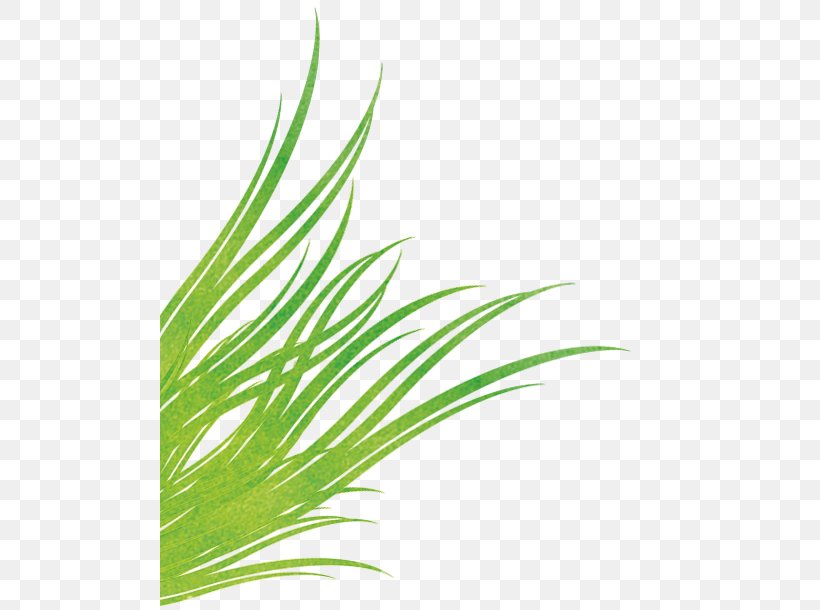Grasses Wheatgrass Sweet Grass Leaf, PNG, 500x610px, Grasses, Aquarium, Aquarium Decor, Family, Grass Download Free