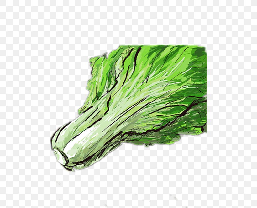Leaf Vegetable Chinese Cabbage Download, PNG, 500x666px, Leaf Vegetable, Chinese Cabbage, Food, Grass, Green Download Free