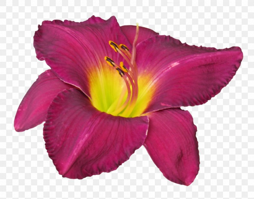 Petal Pink M, PNG, 900x707px, Petal, Daylily, Flower, Magenta, Pink Download Free