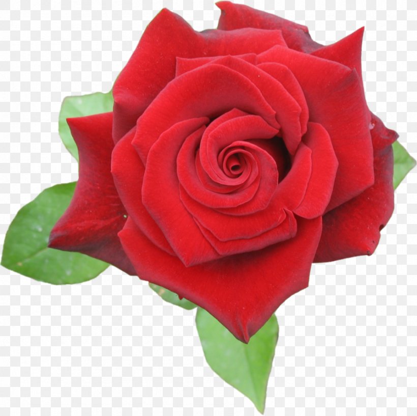 Rose Flower Clip Art, PNG, 895x892px, Rose, China Rose, Cut Flowers, Floribunda, Flower Download Free