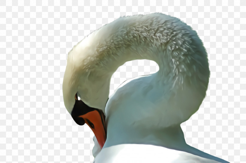 Swan Neck Water Bird Ducks, Geese And Swans Beak, PNG, 2452x1632px, Swan, Beak, Bird, Ducks Geese And Swans, Ear Download Free