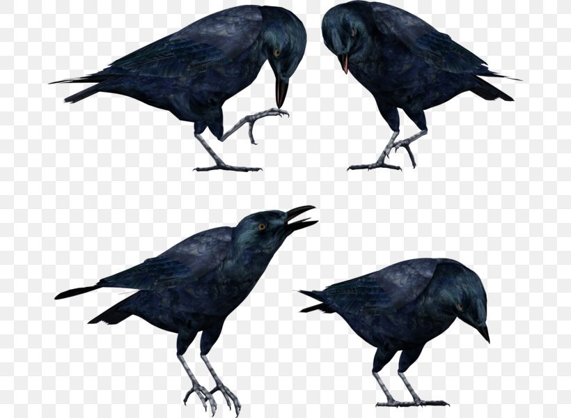 American Crow Rook New Caledonian Crow Bird, PNG, 684x600px, American Crow, Beak, Bird, Birdwatching, Blackcapped Chickadee Download Free