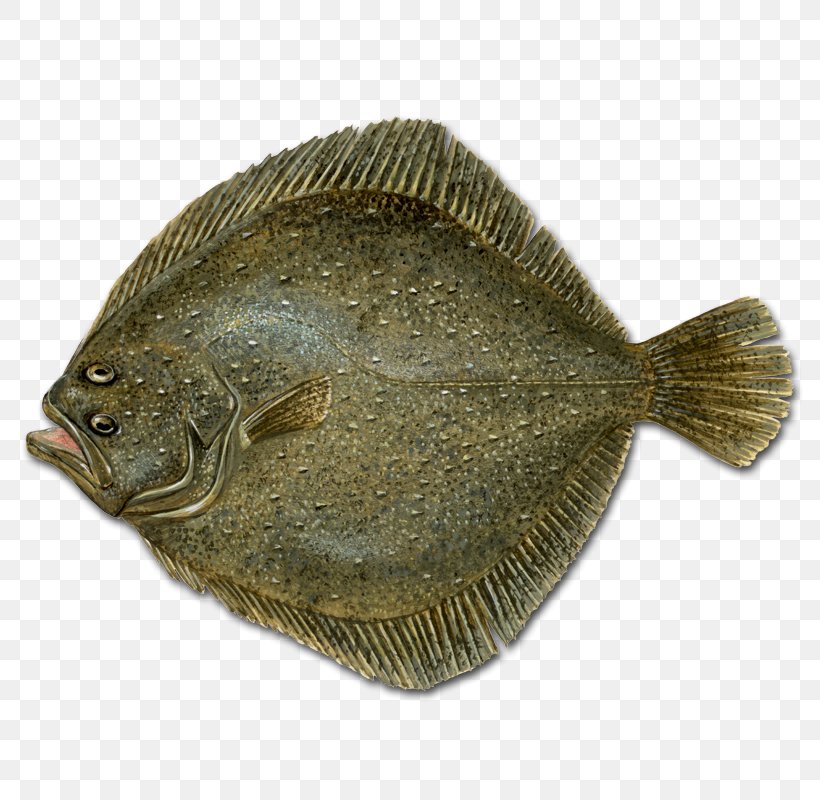 Flounder Sole Flatfish Turbot, PNG, 800x800px, Flounder, Bony Fish, Brill, Chesapeake Blue Crab, Common Sole Download Free