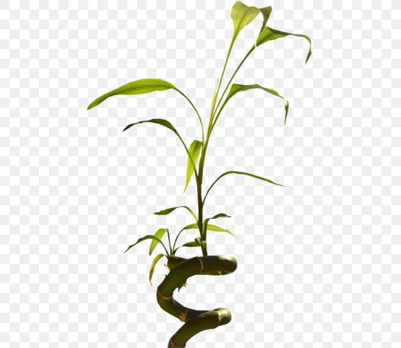 Flowerpot Microsoft Word February 9 Plant Stem, PNG, 465x712px, 2018, Flower, Branch, Branching, February 9 Download Free