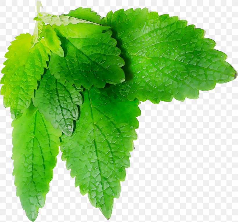 Lemon Balm ESTX BA.RES.30-15 NR DL Odeur De Vie Opgiet Herbalism Leaf, PNG, 1433x1338px, Lemon Balm, Annual Plant, Elm, Elm Family, Flower Download Free