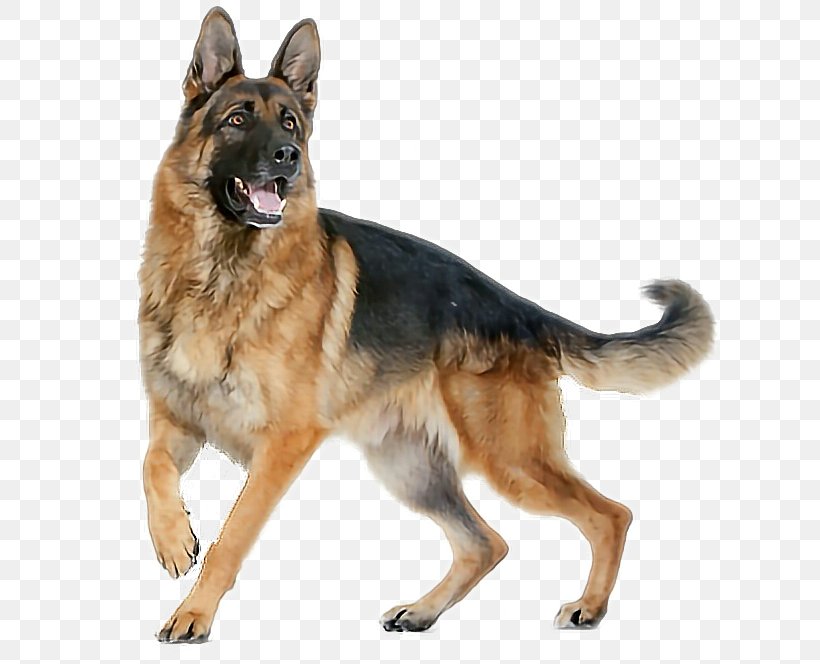 German Shepherd Boxer Puppy Great Dane Dog Food, PNG, 618x664px, German Shepherd, Boxer, Carnivoran, Dog, Dog Breed Download Free