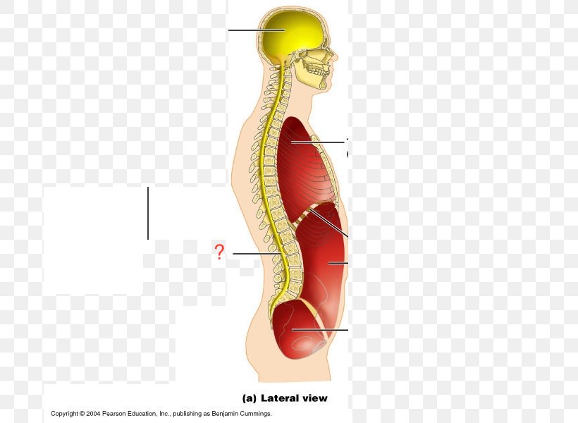 Human Body Human Anatomy Ventral Body Cavity, PNG, 696x600px, Watercolor, Cartoon, Flower, Frame, Heart Download Free