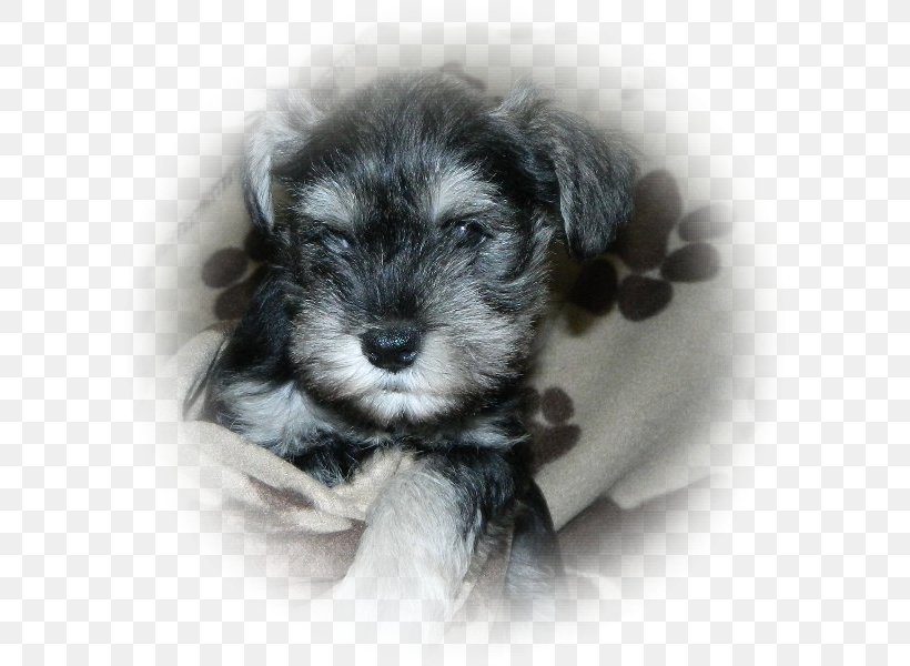 Miniature Schnauzer Schnoodle Standard Schnauzer Morkie Havanese Dog, PNG, 600x600px, Miniature Schnauzer, Bolonka, Breed, Carnivoran, Companion Dog Download Free