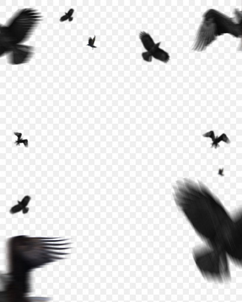 Picsart Background, PNG, 1440x1800px, Image Editing, Adobe Lightroom, Bird, Bird Migration, Blackandwhite Download Free
