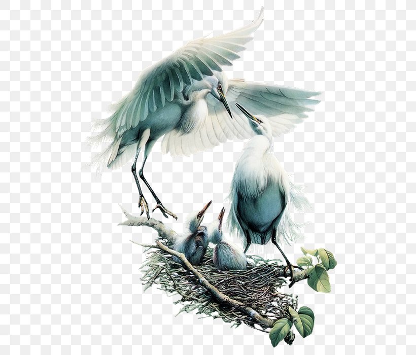 Bird Blue Tuesday, PNG, 700x700px, Bird, Beak, Blue, Drawing, Fauna Download Free