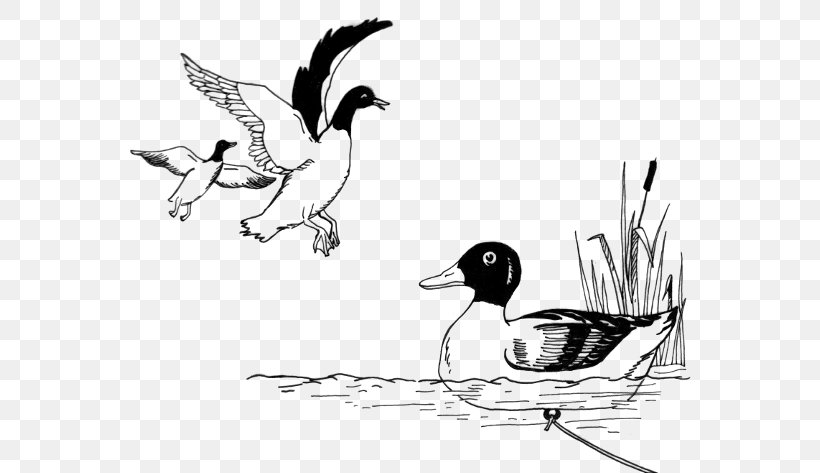 Duck Decoy Mallard Drawing Clip Art, PNG, 600x473px, Duck, Art, Beak, Bird, Black And White Download Free