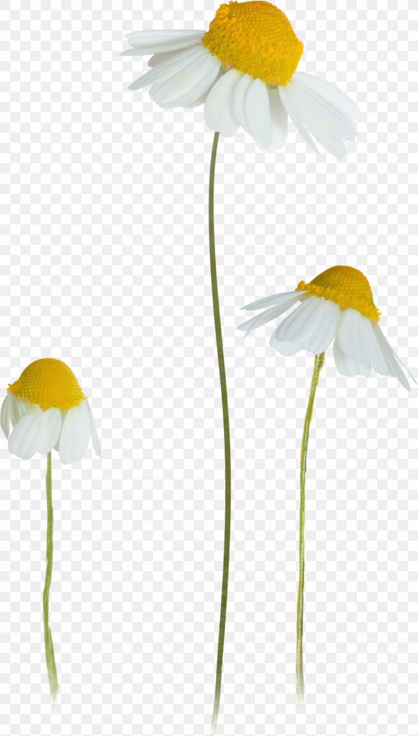 German Chamomile Clip Art, PNG, 909x1600px, Chamomile, Anthemis, Common Daisy, Flora, Flower Download Free