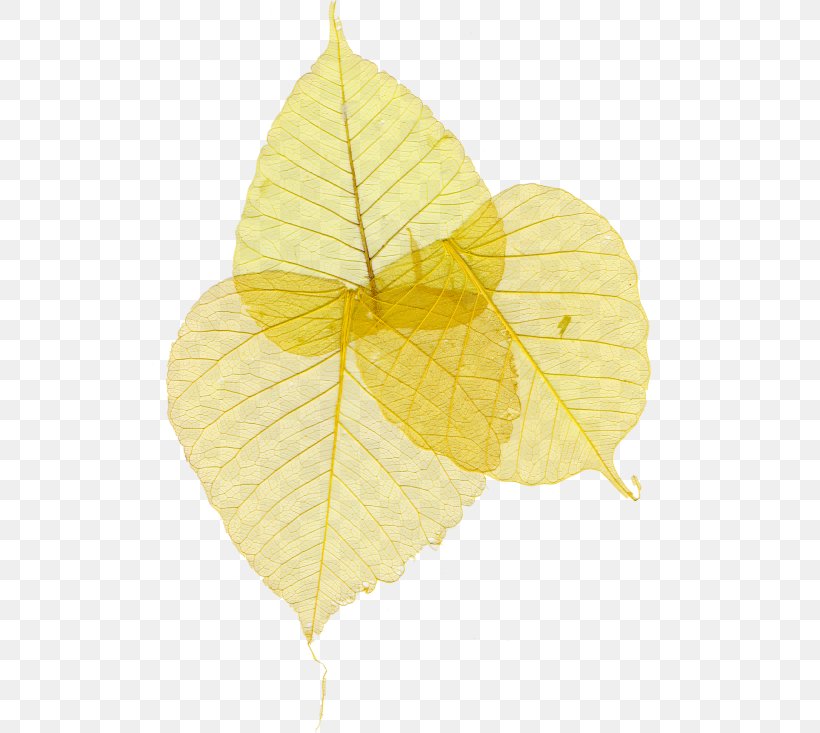 Leaf Yellow Google Images, PNG, 515x733px, Leaf, Google Images, Petal, Plant, Yellow Download Free