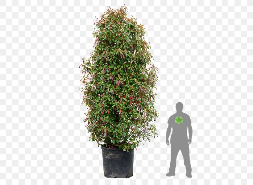 Red Tip Photinia Broad-leaved Tree Shrub Plants, PNG, 450x600px, Red Tip Photinia, Blutpflaume, Broadleaved Tree, Espalier, Evergreen Download Free