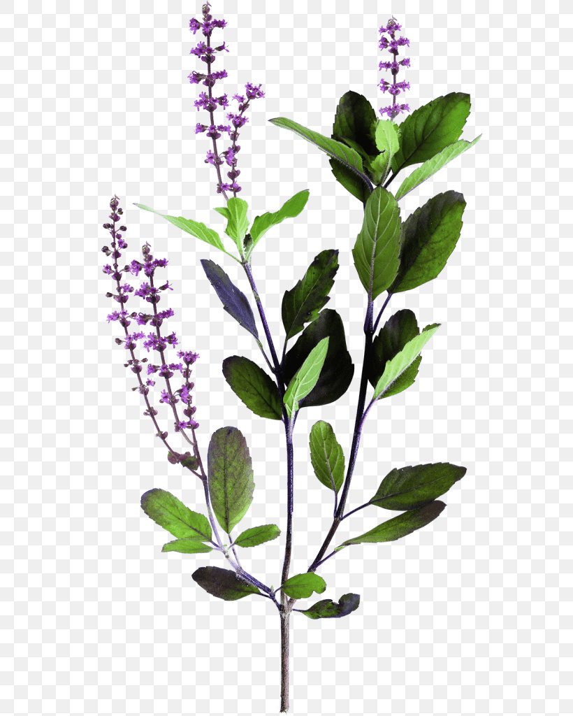 Tea Leaf, PNG, 562x1024px, Basil, Adaptogen, Buddleia, Common Sage, Flower Download Free