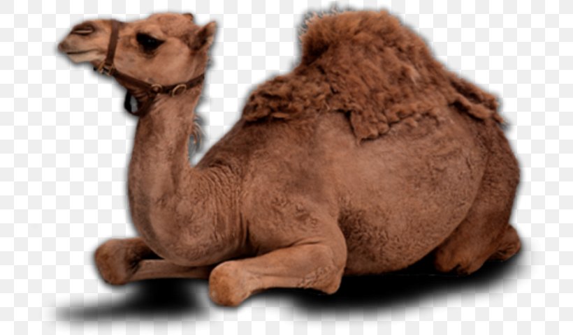 Bactrian Camel Camel, PNG, 736x480px, Bactrian Camel, Animal Figure, Arabian Camel, Camel, Camelid Download Free