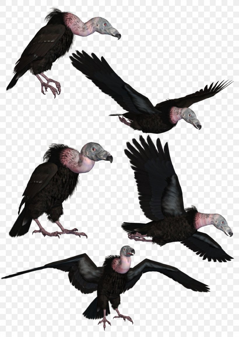 Bird Turkey Vulture Beaky Buzzard, PNG, 1024x1448px, Bird, Beak, Beaky Buzzard, Bird Of Prey, California Condor Download Free