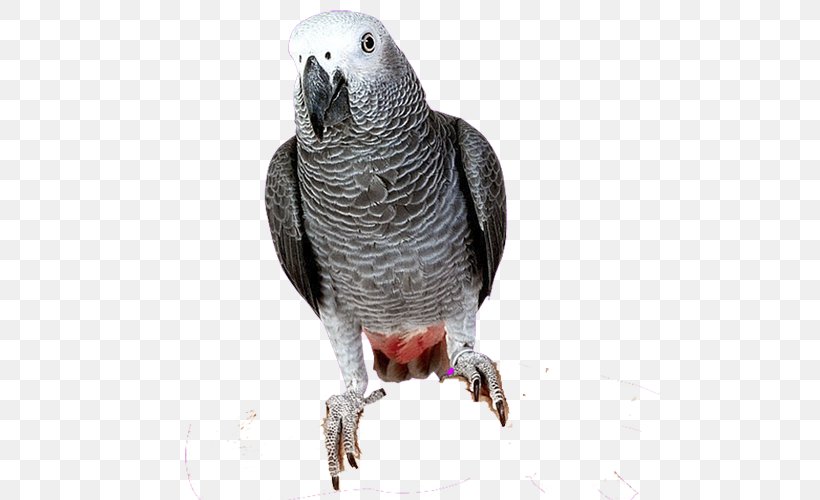 Budgerigar Parrots Of New Guinea Bird Macaw, PNG, 500x500px, Budgerigar, African Grey, Beak, Bird, Common Pet Parakeet Download Free