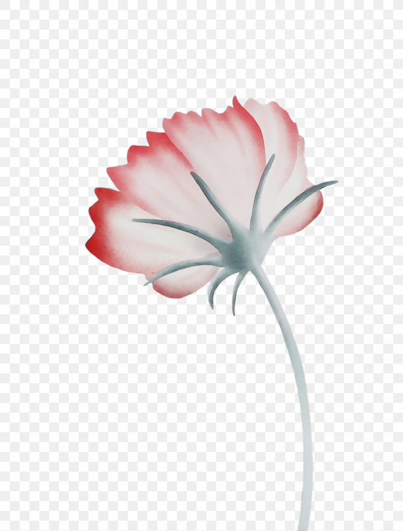 Rose, PNG, 1536x2026px, Watercolor, Biology, Carnation, Closeup, Computer Download Free