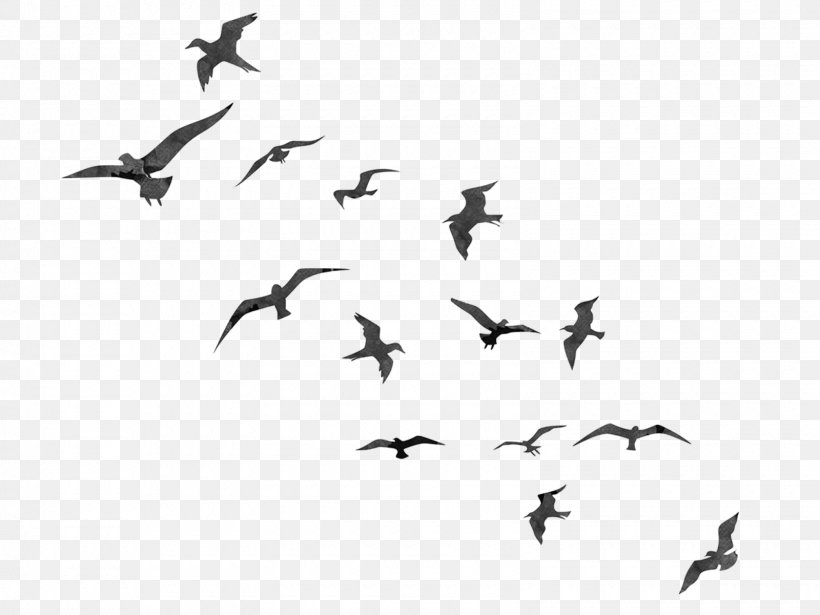 Bird Flight Swallow Flock, PNG, 1600x1200px, Bird, Animal Migration, Beak, Bird Flight, Bird Migration Download Free