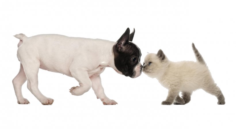 Bulldog British Shorthair Puppy Kitten Dog–cat Relationship, PNG, 1280x702px, Bulldog, Animal Figure, Black Cat, British Shorthair, Carnivoran Download Free