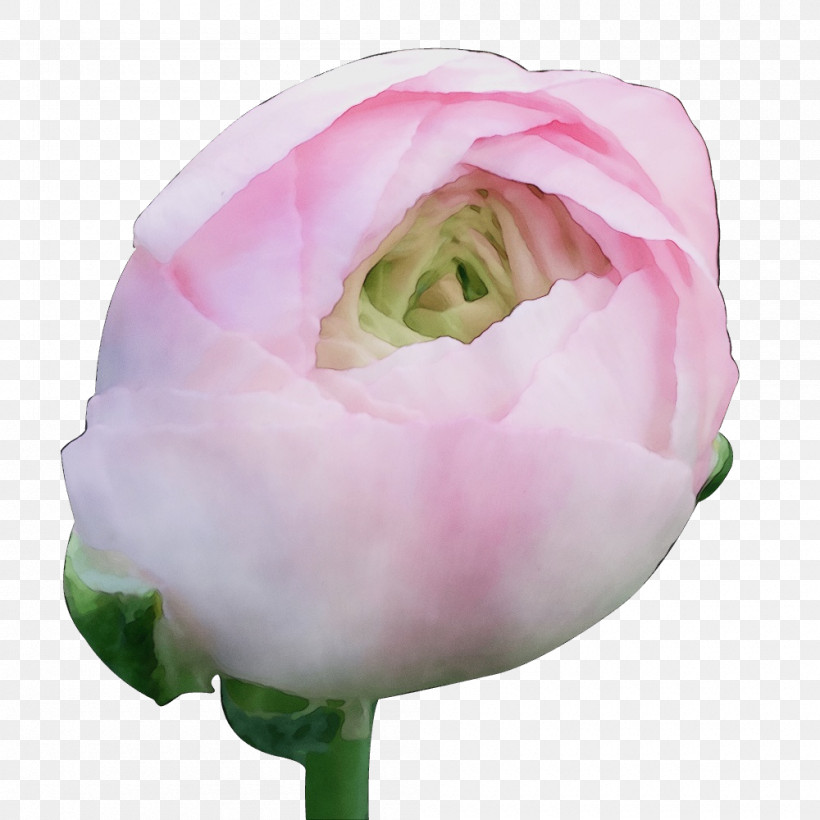 Garden Roses, PNG, 1000x1000px, Watercolor, Bud, Cabbage Rose, Closeup, Cut Flowers Download Free