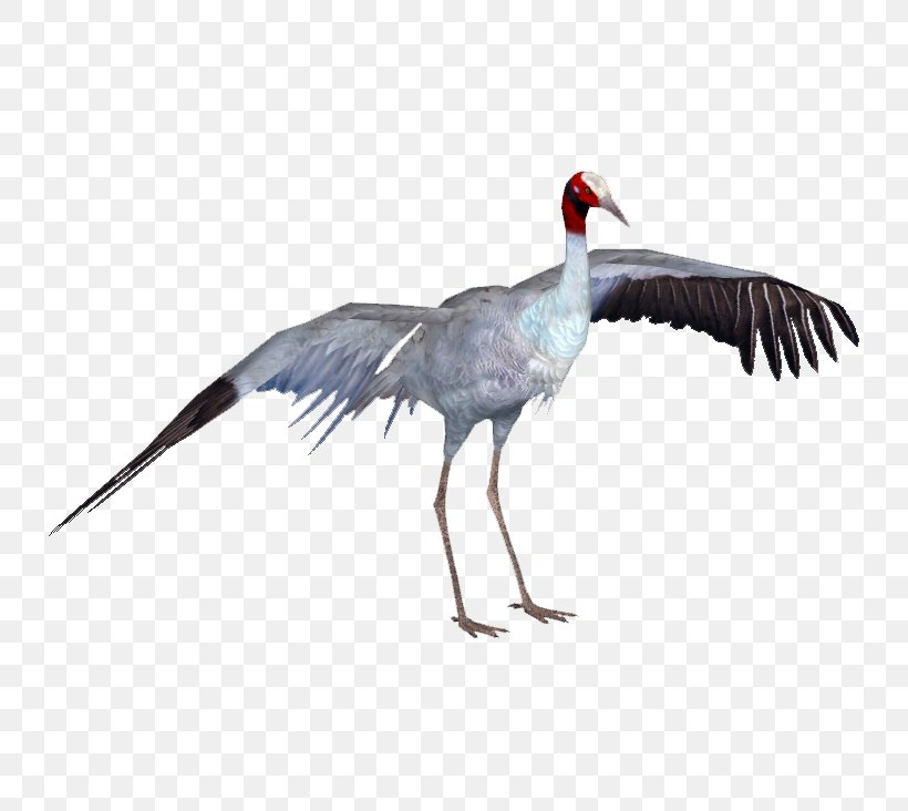 Zoo Tycoon 2 Crane Bird Heron, PNG, 732x732px, Zoo Tycoon 2, Animal, Antigone, Beak, Bird Download Free
