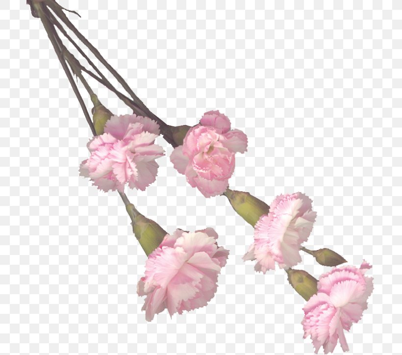 Cut Flowers Plant Stem Petal ST.AU.150 MIN.V.UNC.NR AD, PNG, 711x724px, Flower, Blossom, Branch, Carnation, Cherry Blossom Download Free