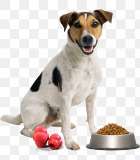Dog - Dog Toys Cat Pet Veterinarian PNG