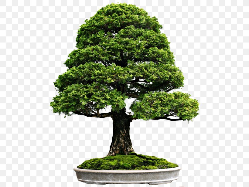 Indoor Bonsai Tree Flowerpot, PNG, 500x616px, Bonsai, Bald Cypress, Evergreen, Flowerpot, Goshin Download Free