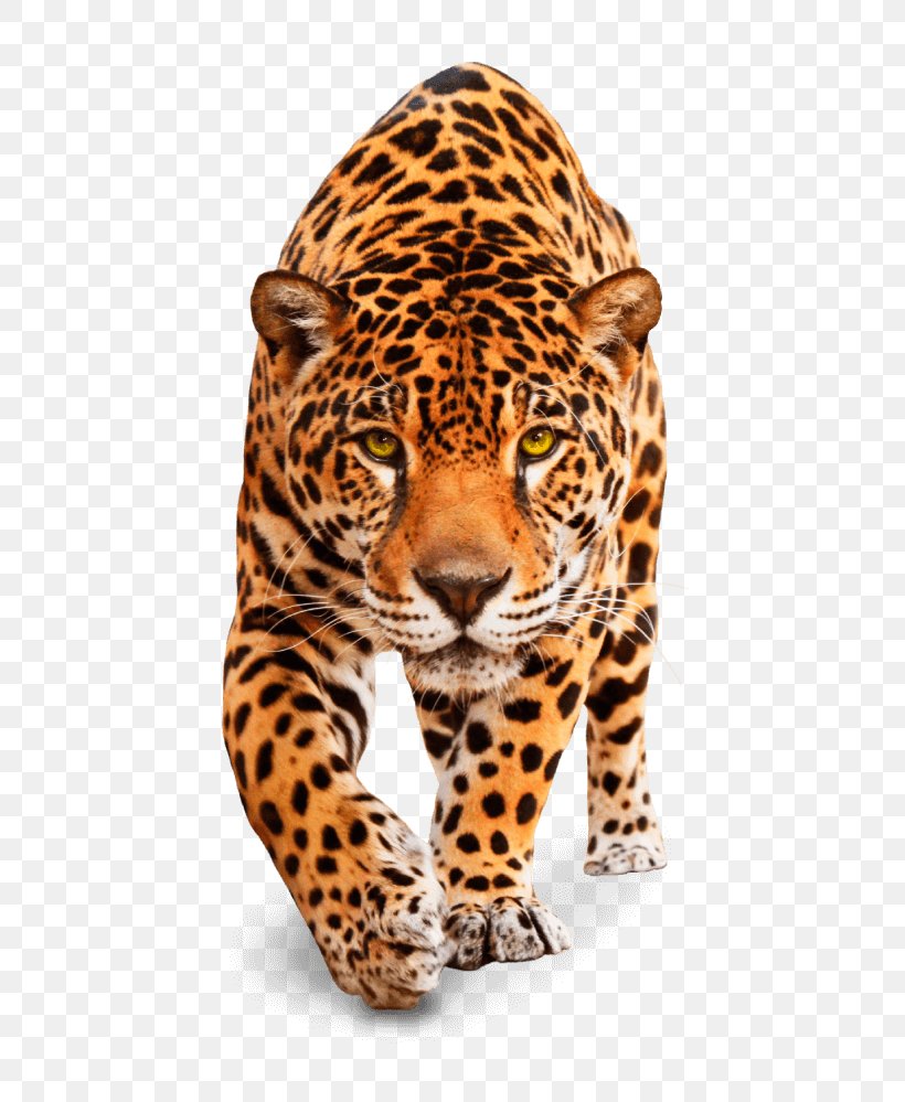 Leopard Jaguar Tiger Cheetah Cat, PNG, 517x999px, Leopard, Animal, Big Cats, Carnivora, Carnivoran Download Free