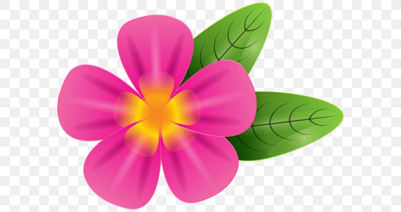 Desktop Wallpaper Clip Art, PNG, 600x434px, Petal, Flower, Flowering Plant, Frangipani, Magenta Download Free