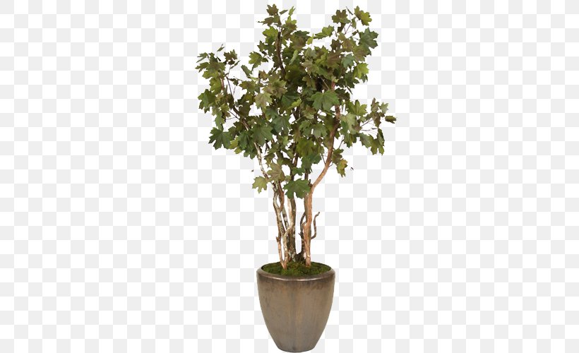Flowerpot Shrub Tree Bonsai Sageretia Theezans, PNG, 500x500px, Tree, Bonsai, Branch, Cone, Crock Download Free