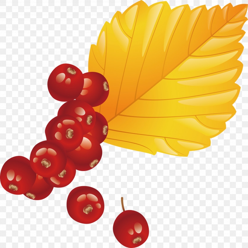 Holly, PNG, 3000x2996px, Leaf, Berry, Currant, Fruit, Holly Download Free