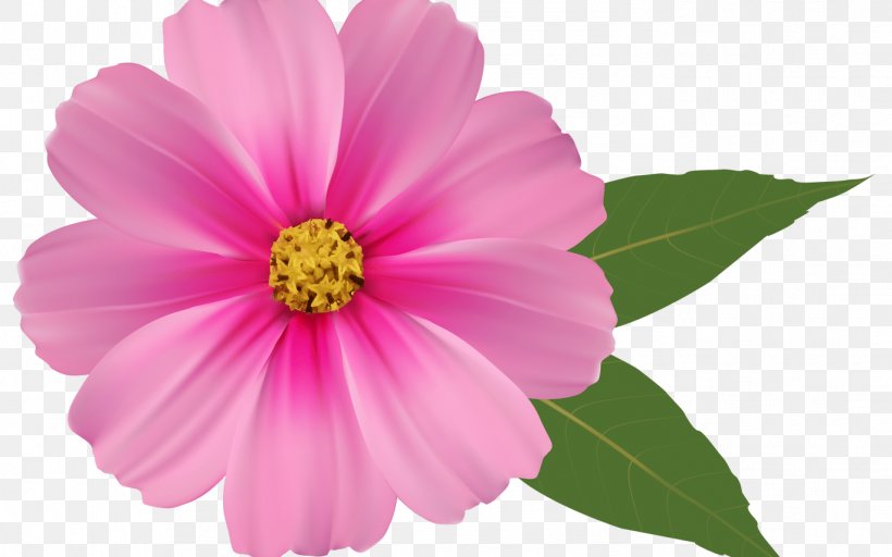 Pink Flowers Rose Clip Art, PNG, 1368x855px, Pink Flowers, Annual Plant, Common Daisy, Cosmos, Dahlia Download Free