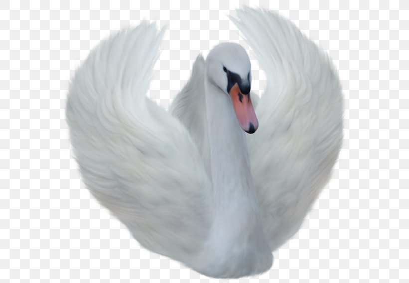 Clip Art Goose Image Transparency, PNG, 600x569px, Goose, Beak, Bird, Black Swan, Cygnini Download Free