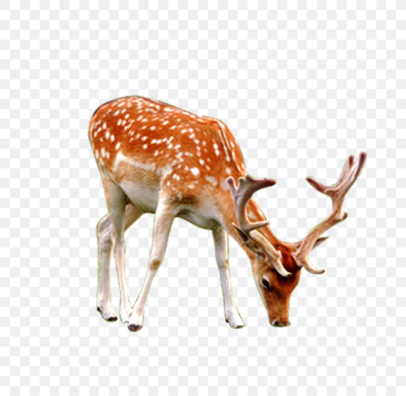 Reindeer Mammal Wallpaper, PNG, 800x800px, Reindeer, Animal, Antler, Deer, Fauna Download Free