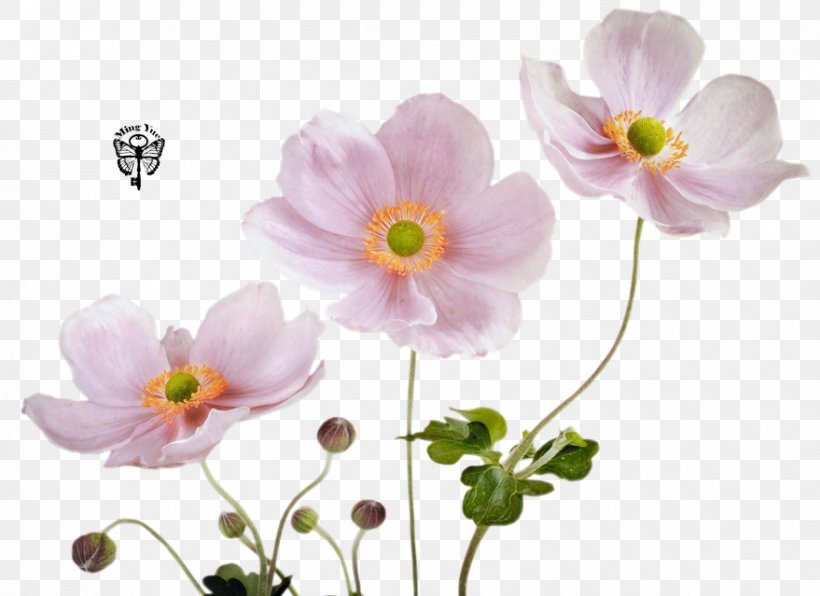 Fototapet Pink Flower Color Wallpaper, PNG, 879x639px, Fototapet, Anemone, Artificial Flower, Blossom, Color Download Free
