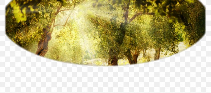 Tomorrow Begins Today Consulting, LLC Nature Story Tablou Canvas Toledo Landscape, PNG, 891x394px, Tablou Canvas, Canvas, Family Therapy, Flax, Grass Download Free