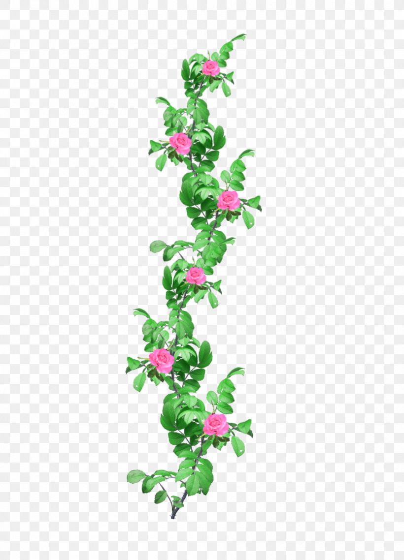 Vine Clip Art, PNG, 900x1250px, Vine, Aquifoliaceae, Aquifoliales, Branch, Display Resolution Download Free