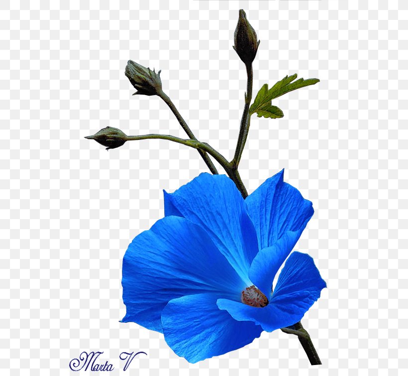 Blue Flower Petal Hibiscus Plant Stem, PNG, 569x755px, Blue, Blog, Blue Flower, Flower, Flowering Plant Download Free