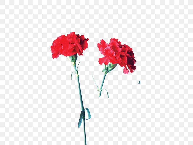 Carnation Garden Roses Flower Mother's Day, PNG, 650x616px, Carnation, Artificial Flower, Cut Flowers, Flora, Floral Design Download Free
