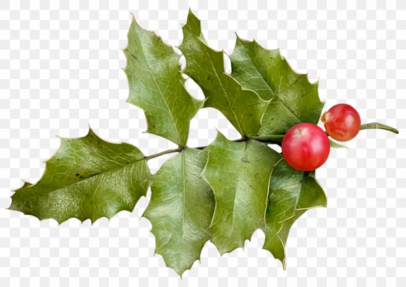 Christmas Holly Ilex Holly, PNG, 1300x920px, Christmas Holly, American Holly, Christmas, Flower, Holly Download Free