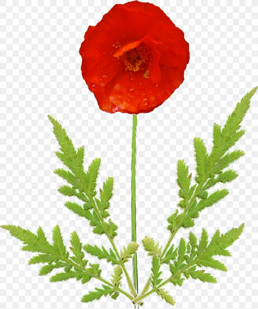 Common Poppy Flower Petal Plant Stem, PNG, 1358x1627px, Poppy, Avens, Common Poppy, Coquelicot, Flower Download Free