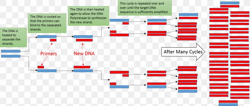 Real-time Polymerase Chain Reaction Thermal Cycler DNA, PNG, 1761x746px, Polymerase Chain Reaction, Amplifikacija, Area, Atom, Brand Download Free