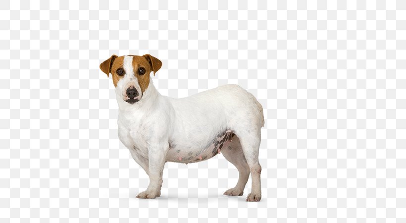 Jack Russell Terrier Parson Russell Terrier Dog Breed Dachshund Poodle, PNG, 580x450px, Jack Russell Terrier, Breed, Carnivoran, Companion Dog, Dachshund Download Free