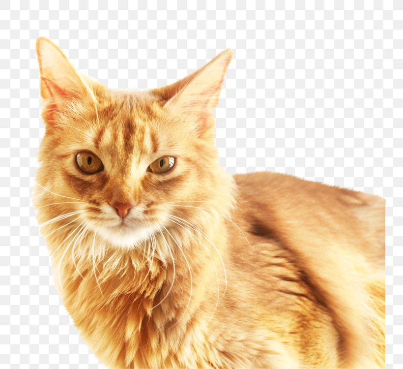 Cat Download Software, PNG, 750x750px, Cat, Aegean Cat, American Wirehair, Animal, Asian Download Free