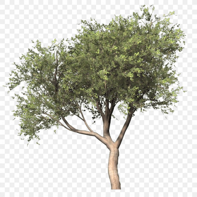 Silver Birch Populus Nigra Tree, PNG, 1280x1280px, 3d Computer Graphics, Silver Birch, Animation, Birch, Branch Download Free
