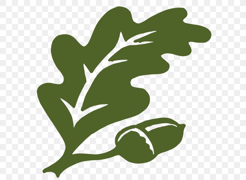 Clip Art Leaf Oak Branch, PNG, 600x600px, Leaf, Botany, Branch, Drawing, Green Download Free